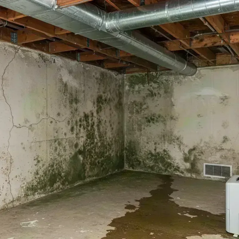 Professional Mold Removal in Hart County, KY